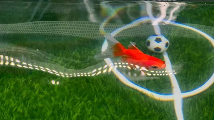 Las predicciones del pez dorado Swimbappé para el Mundial causan sensación en Toronto