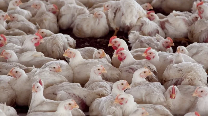 Argentina reabre los mercados de Chile y Perú para la exportación de carne aviar