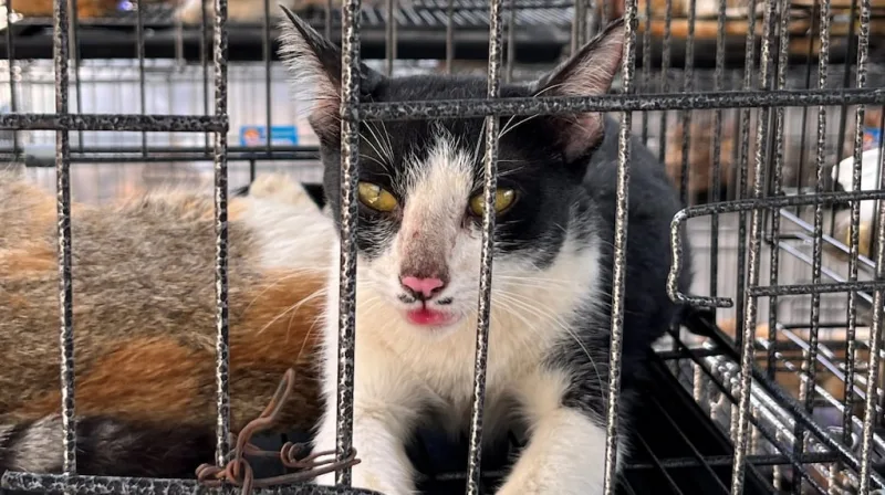 Conmoción en Vietnam: rescataron a casi 400 gatos de una red que los vendía para consumo humano