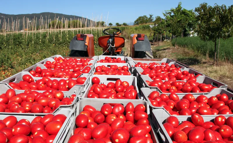 Productores de Fraile Pintado alertan por la crisis del sector: "Estamos vendiendo por debajo de los costos"