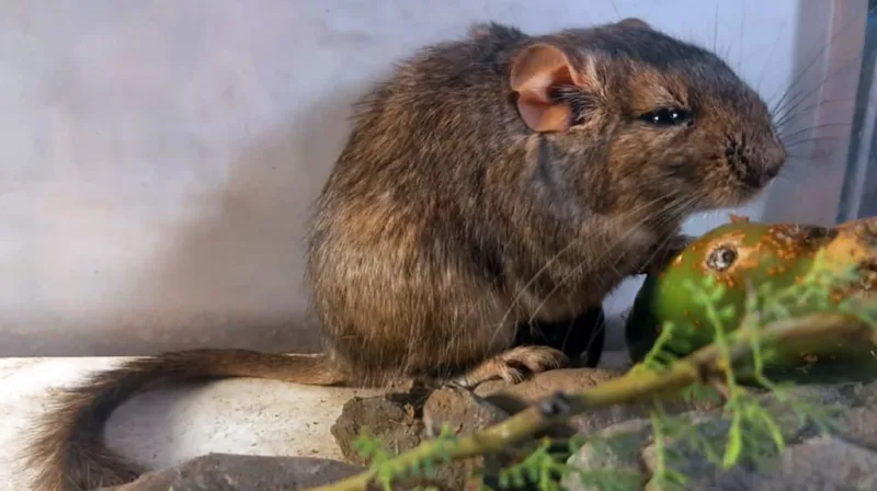 Descubrimiento en el mundo animal: hallaron una nueva especie de roedor en Córdoba